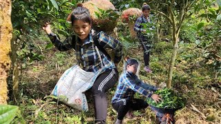 Tea harvesting processand How to dry Shan Tuyet teathen sell tea [upl. by Eyssej763]