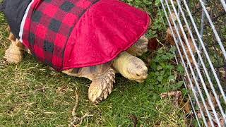 Stump Sulcata Tortoise raincoat almost 2yrs old [upl. by Sokin]