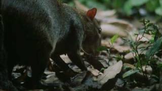 The Agouti and the Brazil Nut [upl. by Mascia]