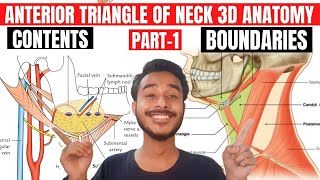 anterior triangle of neck anatomy 3d  digastric triangle anatomy  submental triangle anatomy [upl. by Nitniuq]