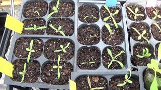 Starting Statice From Seed And Statice Seedlings Update Plus Growing Statice [upl. by Granese716]