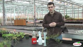 Homemade Insecticidal Soap Treatment For Thrips And Aphids [upl. by Cr]