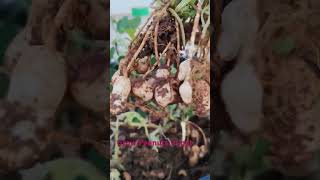 Simple way to Grow peanuts or groundnuts at home [upl. by Llennod]