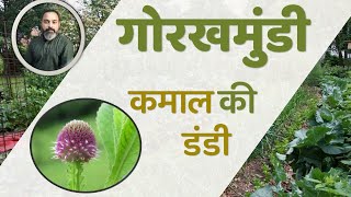 Benefits Of Indian Globe Thistle  Sphaeranthus Indicus  Gorakhmundi Ke Fayde  JadiButi Store [upl. by Hereld]