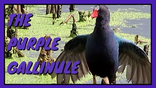 The Purple Gallinule Everything you need to know  Habitat MaleFemale Juvenile Feeding etc [upl. by Wilder]