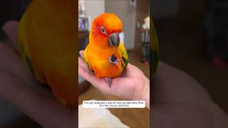 This girl adopted a parrot that accidentally flew into her house and then animalshorts [upl. by Aneen577]