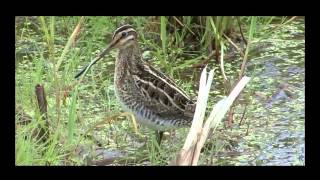 Звуки природы Голоса птиц Бекас Snipe Gallinago gallinago [upl. by Ibbetson709]