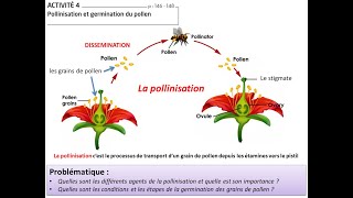 La pollinisation شرح مبسط بالدارجة Tronc commun science [upl. by Alfonse957]