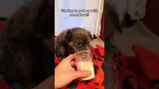 This family rescues little puppy Rescue Squad rescueanimals animals puppy loveanimal viralshorts [upl. by Arabel126]