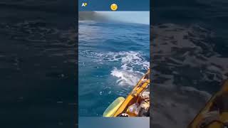 Tiger Shark Attacks Kayak [upl. by Lladnor720]