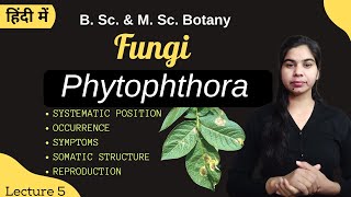 Fungi  Phytophthora  in Hindi  Botany  B Sc amp M Sc [upl. by Aicela]