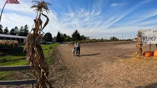 Pumpkin outdoor at Knutson Farms on 09132024 4K QUALITY [upl. by Anekam]