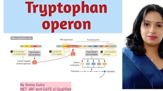 Tryptophan operon [upl. by Julia]