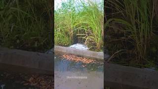 Efficient Techniques for Street Flood Water Removal [upl. by Anastassia518]