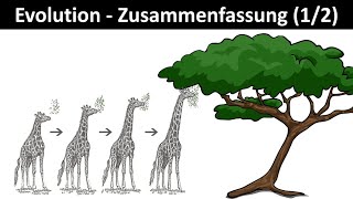 Evolution Einführung  Zusammenfassung 12  Biologie Oberstufe Abitur [upl. by Llerral278]