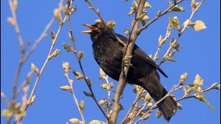 One Hour Relaxing Birdsong Blackbird 4 K [upl. by Aelam]