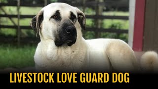 Calves love Livestock Guardian dog  Cattle Love Guard Dog [upl. by Odelinda671]