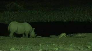 Etosha waterhole in the night Namibian anthem [upl. by Archle]