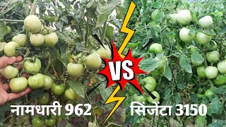 Namdhari 962 VS syngenta 3150 kaun hai best  tomato seeds [upl. by Dnomed]