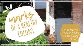 Marks of A Healthy Colony [upl. by Arnelle]