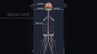 Lumbar spinal stenosis and neurogenic claudication [upl. by Constancy]