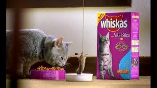 Whiskas Vitabites  Bungee 2003 Australia [upl. by Chloras412]