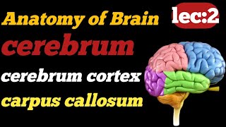 Anatomy of brain  cerebrum function and anatomy  3d anatomy  Technologisttalk804  cerebral cortex [upl. by Garbers151]