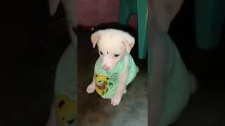 😎நம்ம pappy எப்படி இருக்கா சொல்லுங்க 😍dogfun doglover shortsvideo funny [upl. by Leahey]