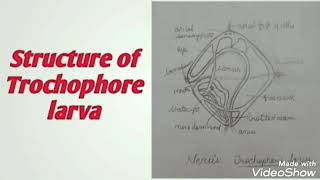 How to draw Trochophore Larva  Neris [upl. by Novyad]