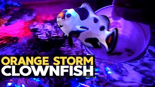 New Clownfish  45g Update  10g ICP Test Results 10g  3282020 [upl. by Murry496]