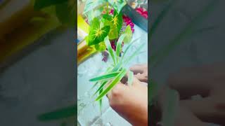 Spider plant propagation in water🪴🌱 [upl. by Akenal]