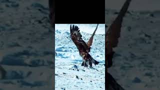 EAGLE 🦅 ATTACK ON BIRD 🐦youtubeshorts animals wildlife shortsfeed lion wildanimals shorts [upl. by Einnov]