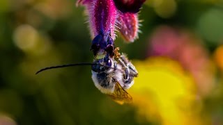 Insects macro photography video [upl. by Jahdai]