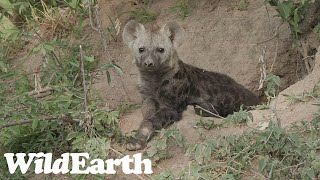 WildEarth  Sunset Safari  14 November 2023 [upl. by Asinla]