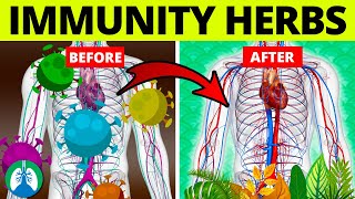 Top 5 Herbs to Kill Viruses and Boost Your Immune System [upl. by Saixela]