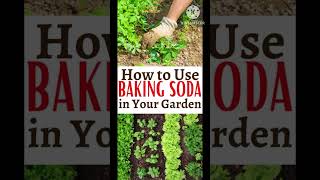 How to use baking soda soda in your garden garden gardening uk [upl. by Liederman]