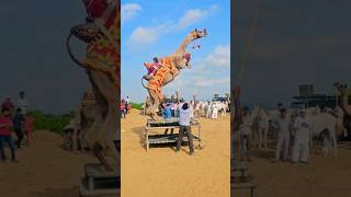 Camel dance pradeep olkha dholakheda cameldance dholakheda camel [upl. by Ynohtna]