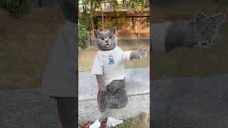 Dont Throw It✋ Its A Surprise Snack For The Squirrel🐿️🌰 catvideos catmemes trending [upl. by Lodge644]