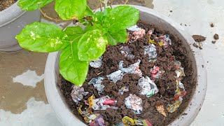 10 solutions to Save overwatered Plants जरूरत से अधिक पानी मिलने पर पौधो को बचाने के 10 तरीके [upl. by Wait100]