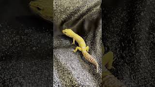 Leopard Gecko Exploring Outer Space exothermist leopardgecko reptiles [upl. by Richelle]