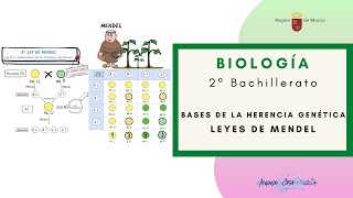 BASES DE LA HERENCIA GENÉTICA LEYES DE MENDEL [upl. by Morrissey779]