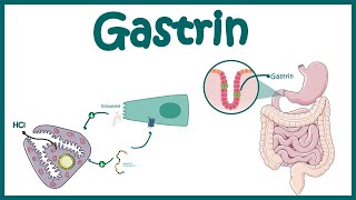 Gastrin  Function and mechanism of action [upl. by Thayer]