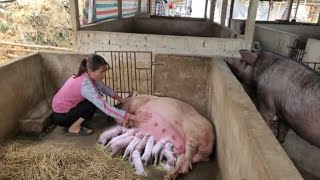 Full video sow gives birth to piglets Maternal instinct of sows do sows love piglets  Ep 294 [upl. by Airbmac482]