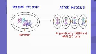 421 State that Meiosis is a reduction division [upl. by Hayes]