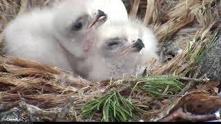 Redtailed Hawk Chicks In Nest While Third Egg Pipping – May 2 2019 [upl. by Erelia]