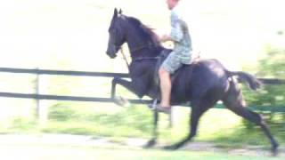 Park Performance tennessee Walking Horse Stud 6 years old FOR SALE [upl. by Nomael]