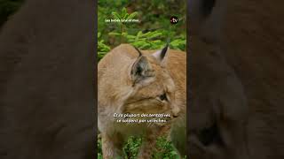 Pour chasser ce lynx fait un spectaculaire bond de 8 mètres  animaux lynx francetv [upl. by Thanasi]