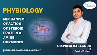 Physiology  Mechanism of action of steroid protein and amine hormones  Raaonline [upl. by Wrand]