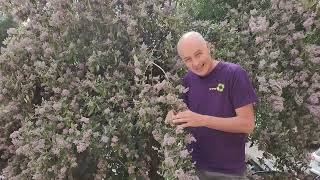 בודליה רפואית Buddleja officinalis [upl. by Jasik]