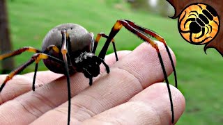 BIG Gentle Spider Australian Golden Orbweaver [upl. by Zednanreh]